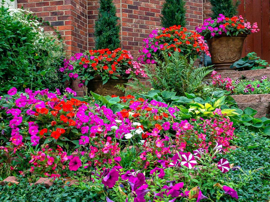 Container gardens in full summer bloom