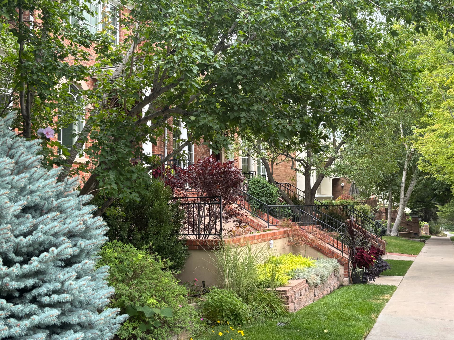 Tree-lined sidewalk in Cherry Creek North