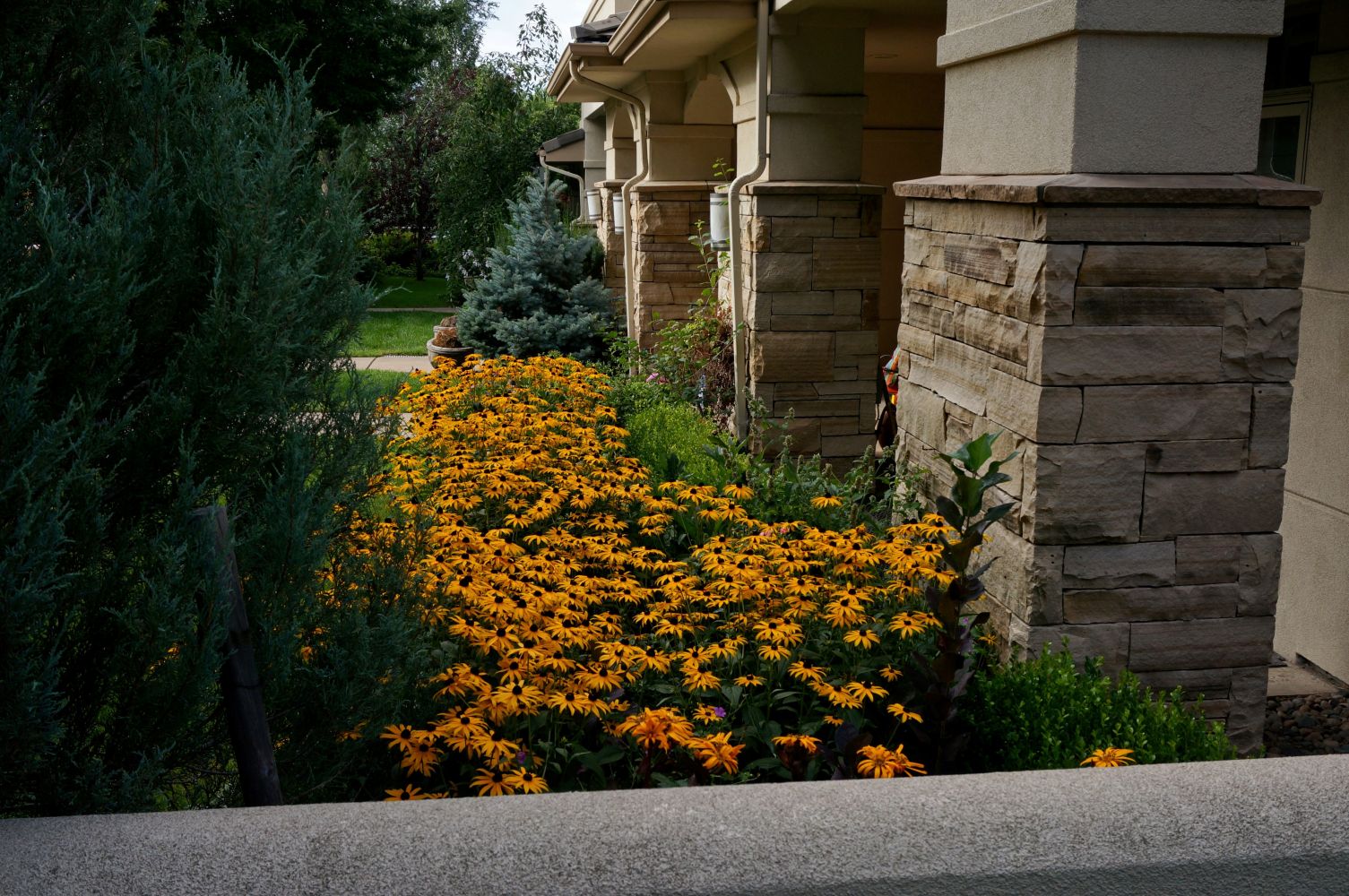 Black-eyed Susans blooming along a neighborhood walk